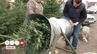 Panaszkodnak a fenyő&aacute;rusok: alig akad vevő, halogatj&aacute;k a kar&aacute;csonyfa v&aacute;s&aacute;rl&aacute;st az emberek