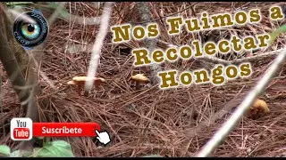 Recoleccion de Hongos de monte / COMPAÑANOS A LA AVENTURA