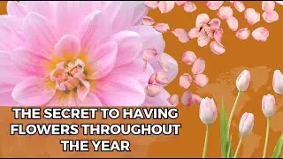 THE SECRET TO HAVING FLOWERS THROUGHOUT THE YEAR