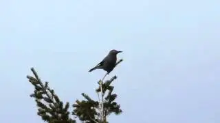 MPG Ranch : Clark's Nutcracker