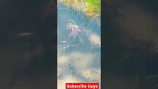 100s of fishes in small pond | Mr Ali Khokhar