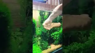 The Secret to Adding Sand to Your Aquarium Without Clouding the Water #aquarium #fish