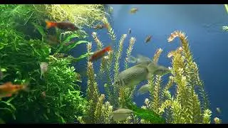Happy Fish in Crystal Clear Water! #FishTankDIY #FishAquariumGuide #FishKeepingTips...