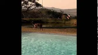 Nyalas at pool