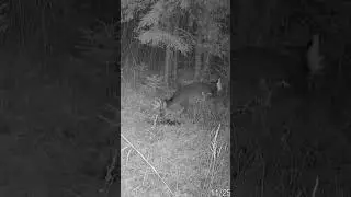 Big Whitetail Buck Paws Scrape #shorts #hunting