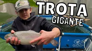Metto una TROTA GIGANTE nella PISCINA dei PESCI PREDATORI