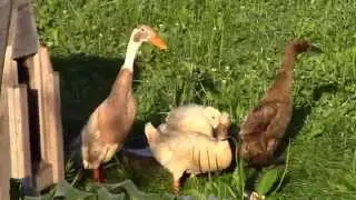 Integrated Pest Management - Ducks