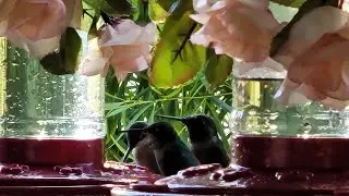 🐦LIVE🐦 Hummingbird Happy Our🥂California🌞 #Livebirdcam #hummingbirds #oriolebirds #nature