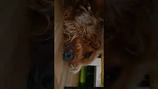 Il mio cane alle 12:10 di mattina #dog #shorts