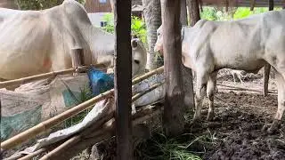 Bucows - Natural animals house