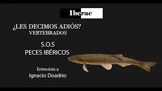 SOS PECES IBÉRICOS