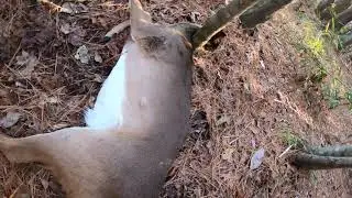 Deer Dog Hunting in North Carolina. Amazing footage!!!! Killshot! #deerhunting #doghunting #ShotKam