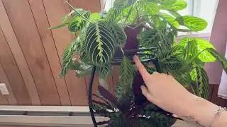 Is this plant stand sturdy, rust-proof, and good quality? LOYAL TIGER