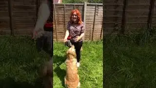 #shorts Dog training tips from a guide dog owner 🦮 #blind #DogTraining