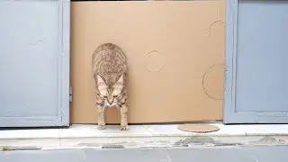 Reducing Hole for the Cat Challenge