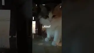 @cutecat aloof