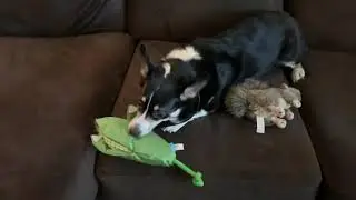 BarkBox Unboxing November 2020 (Dogsgiving Themed)