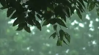 Smooth sound of raining for deep relaxation.