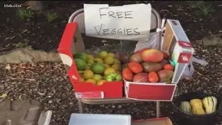 You Can Grow It: Backyard Gardeners Unite to share extra produce