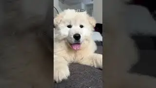 Obsessed with my baby brother💙 #dogs #puppy #samoyed #cutepuppy #video #cute