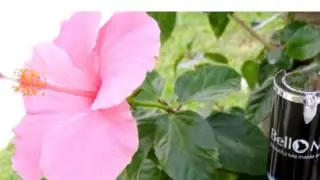 Bello Moi Natural Antiaging Skincare Products