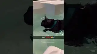 #cat #catsmoves #fyp #foryou #funnycats #funnyanimals #catmemes #pets #fuuny #petcat #LL