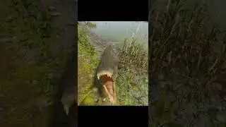 OWL Games | RUST