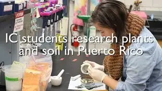 IC students research plants and soil in Puerto Rico