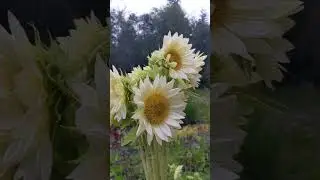 Sunflower / flower farm / PNW garden zone 8b #flowerfarm #zone8b #gardening