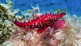 Rosy Spindle Cowrie (Phenacovolva rosea) in Romblon - Philippines, July 2024