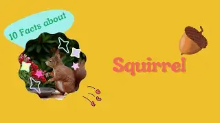 Top 10 Fascinating Facts About Squirrels