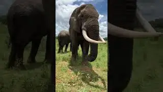 Hilarious Elephant Pulls Prank on #WorldElephantDay!