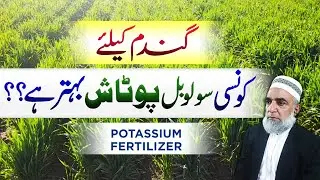 Which form of potash is better for Wheat crop || Crop Reformer
