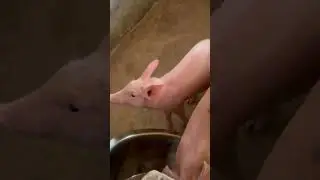 Are pigs dirty and smelly?