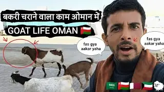 Oman Mein Bakri Charane Walon Ki Zindagi | Goat Farming in Oman #Reality #GulfJob#GoatLif#OmanVlog