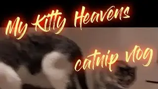 Welcome to chaotic Catnip Time 🐈 😻 edited version