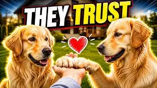 Which 6 Behaviors Only a Fully Trusting DOG Shows