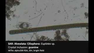 Polarized light microscopy of crystalline inclusions in SAR