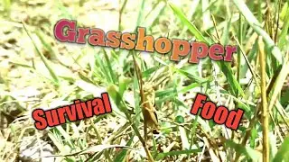 SURVIVAL FOOD: Grasshoppers