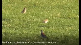 Fieldfares Redwings From Belfast Bedroom Window Dec 2022