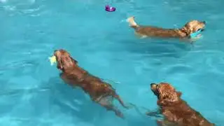 The GoldenSoulDogs Pool Party You Didn't Know About