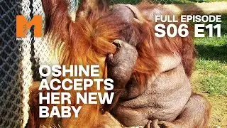 Oshine Gets Maternal | Season 6 Episode 11 | Full Episode | Monkey Life