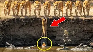 A Lion Cub Desperately Calls for Help &mdash; What Happens Next Comes From an Unexpected Source