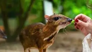 Pleistocene park samiler grassland project Maharashtra In Indian mouse deers roles.