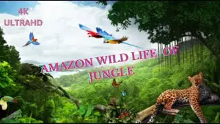 Animal of Amazon wild Life 4K | Relaxaition Sounds #top #youtube #video #water #animals #viral