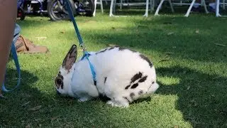 Bunny Fest 2016