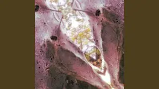 Cellular Repair Oscillations