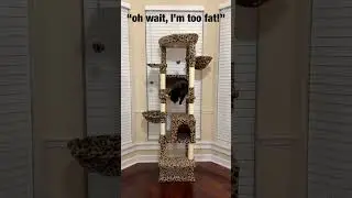 Lucky’s New Cat Tower 😻