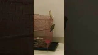 Hand tamed love birds for sale!!