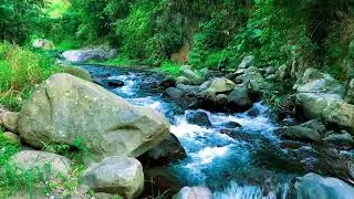 Tender River ASMR [No Music] – For Concentration, Mental Peace & All Night Sleep